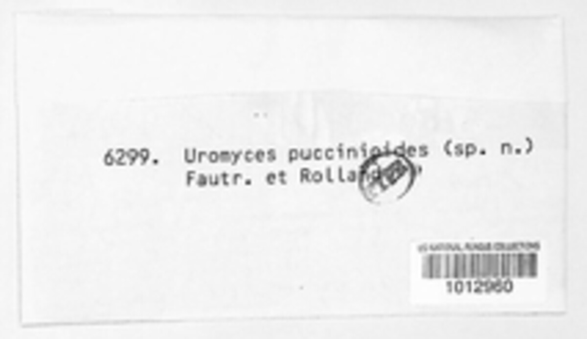 Uromyces scaevolae image